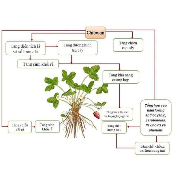 CHITOSAN VÀ ĐẠM CÁ ĐỐI VỚI CÂY TRỒNG