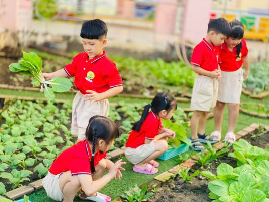 Vì Nông - Đất Sạch Cho Những Khu Vườn Xanh Trong Trường Học