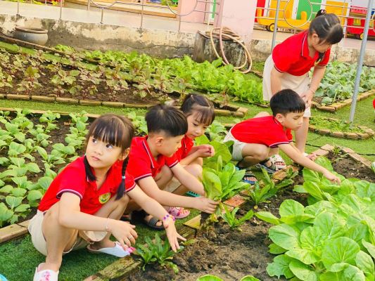 Vì Nông - Đất Sạch Cho Những Khu Vườn Xanh Trong Trường Học