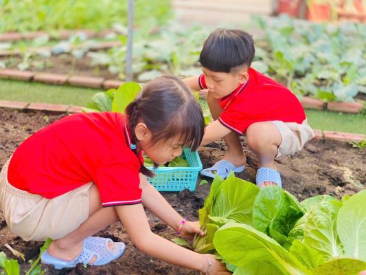 Vì Nông - Đất Sạch Cho Những Khu Vườn Xanh Trong Trường Học