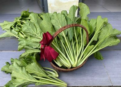 Vì Nông -