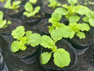 Chăm Sóc Rau Cùng Nhà Vì Nông: Bí Quyết Để Vườn Rau Tươi Xanh, Bội Thu