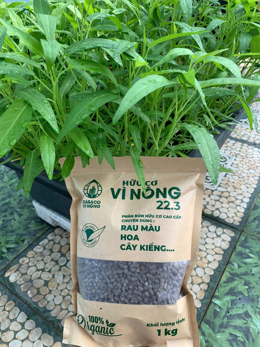 Chia sẻ cách trồng rau muống đơn giản cho người mới bắt đầu.